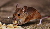24 Hour & Emergency Exterminators in Mason City, IA